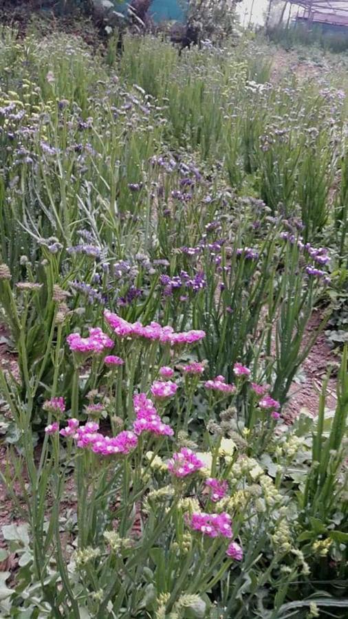 Tenam Garden Homestay Kalimpong Dış mekan fotoğraf