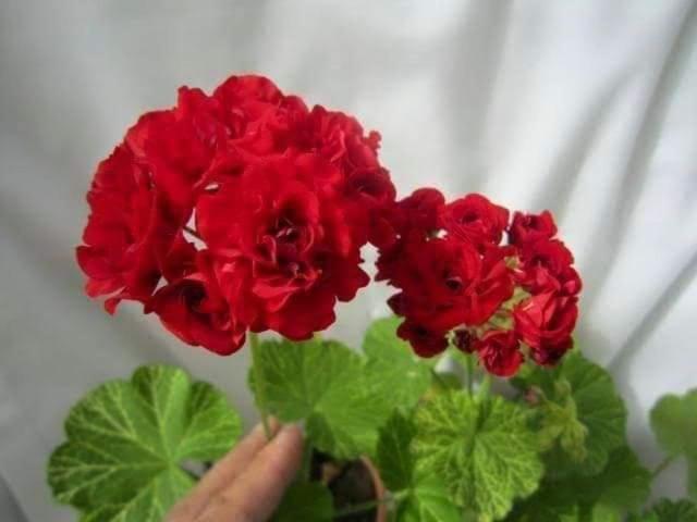 Tenam Garden Homestay Kalimpong Dış mekan fotoğraf
